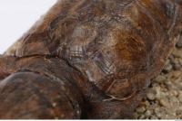 tortoise shell 0020